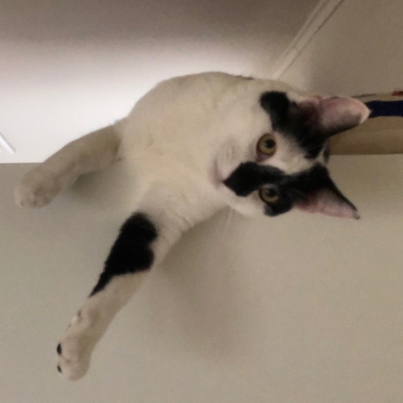 Meet your Posher, Karen - Picture 1 of 1